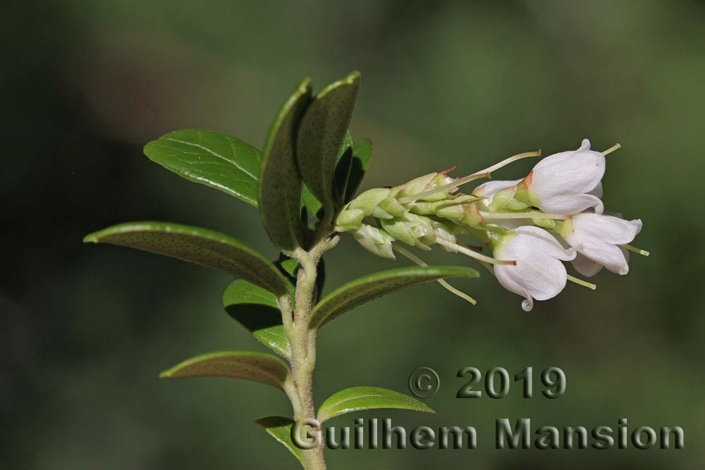 Vaccinium vitis-idaea