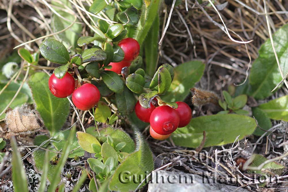 Vaccinium vitis-idaea