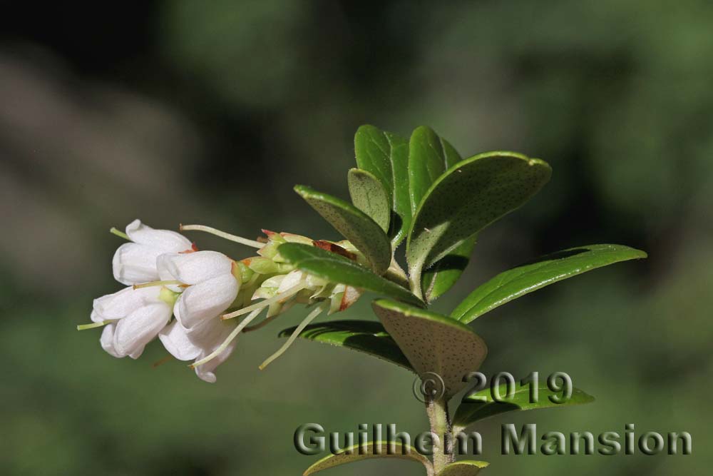 Vaccinium vitis-idaea