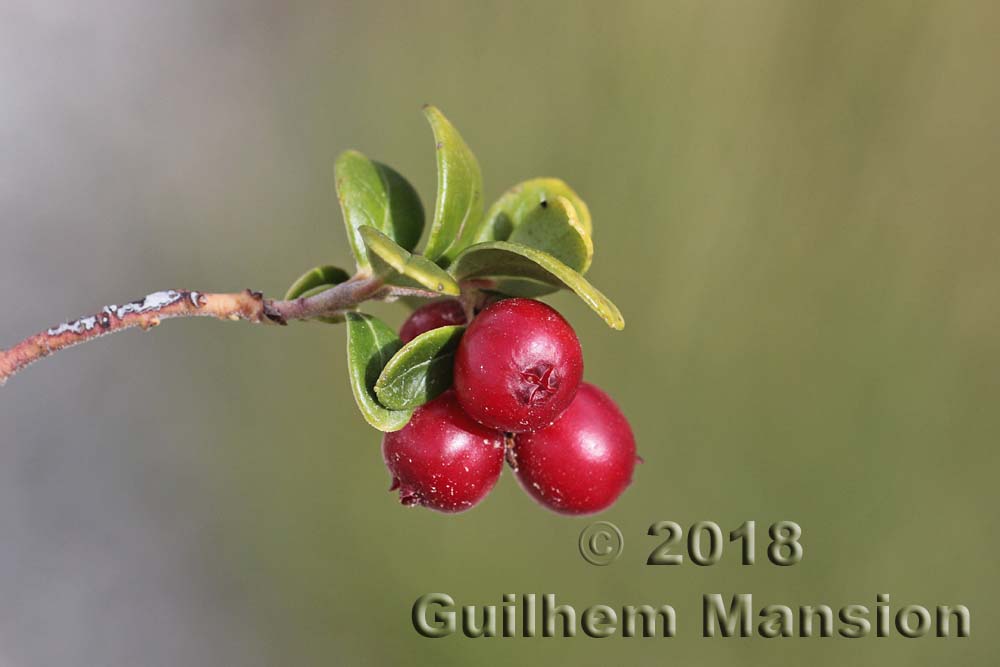 Vaccinium vitis-idaea