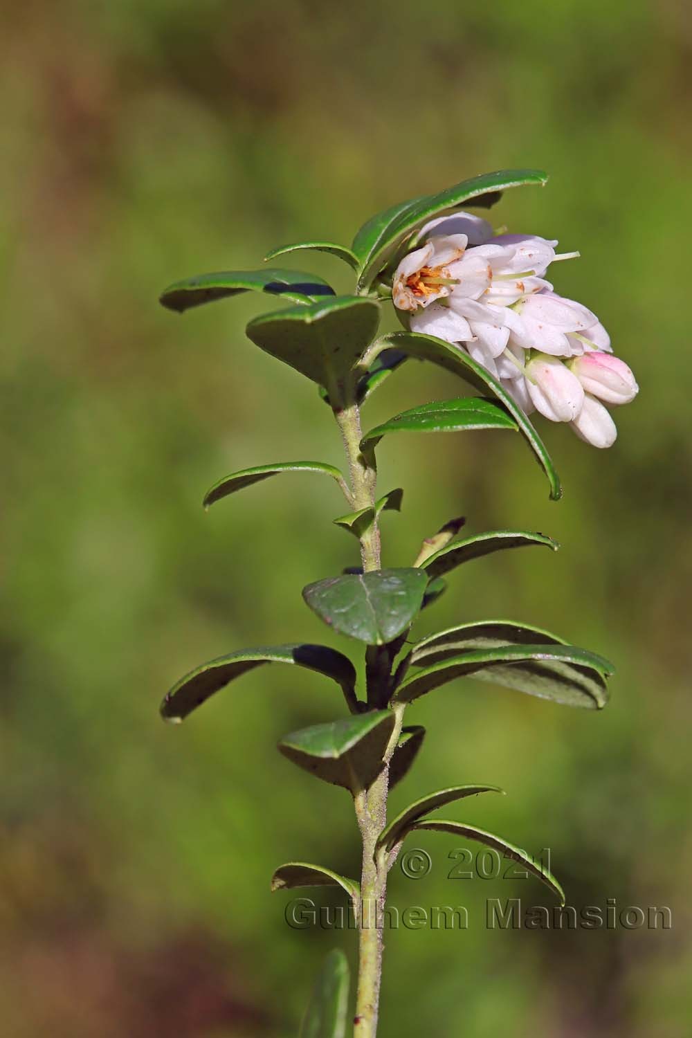 Vaccinium vitis-idaea