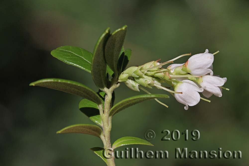 Family - Ericaceae