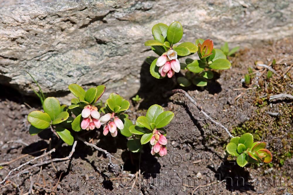 Vaccinium vitis-idaea