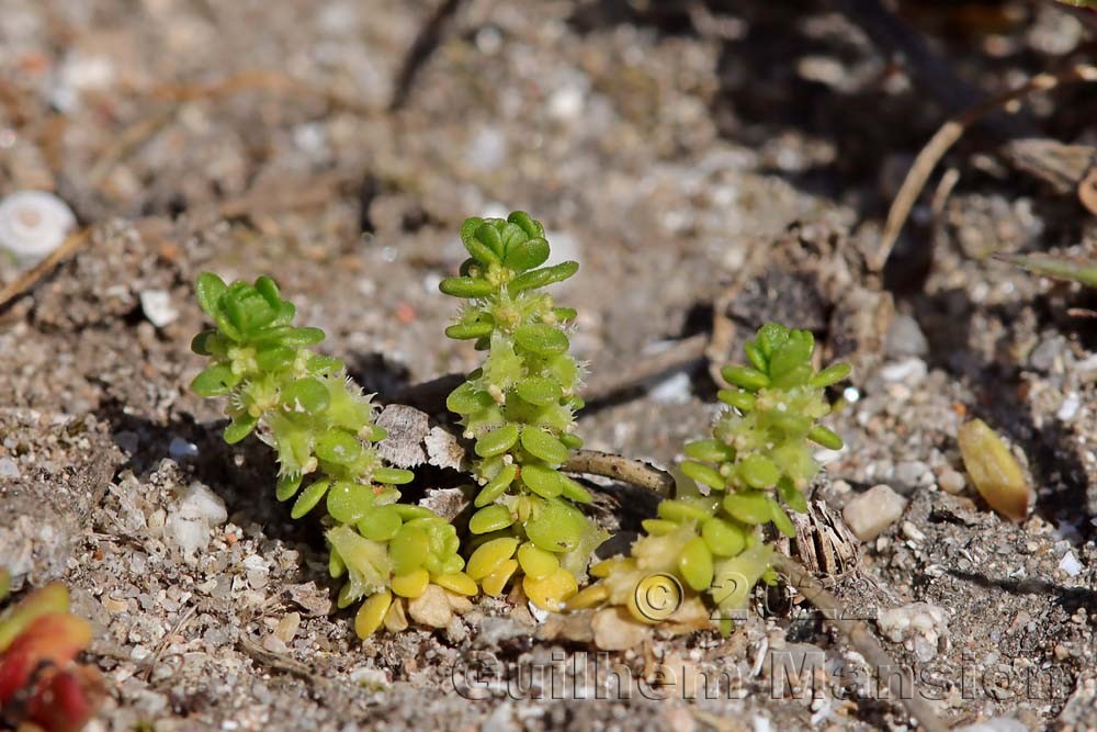 Valantia muralis