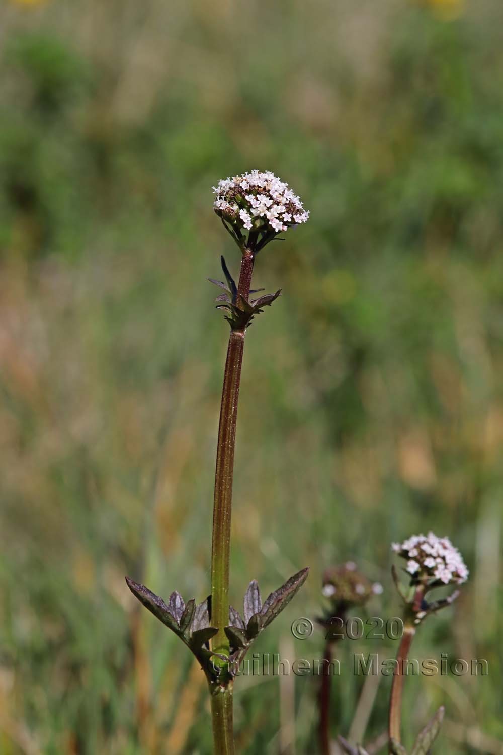 Valeriana dioica