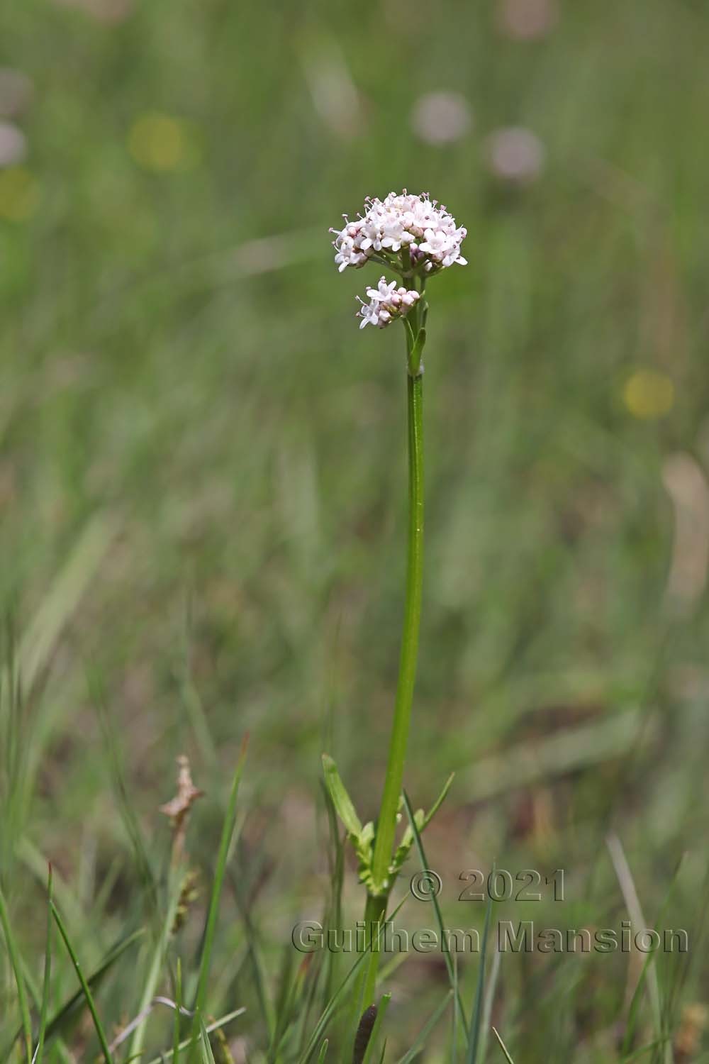 Valeriana dioica