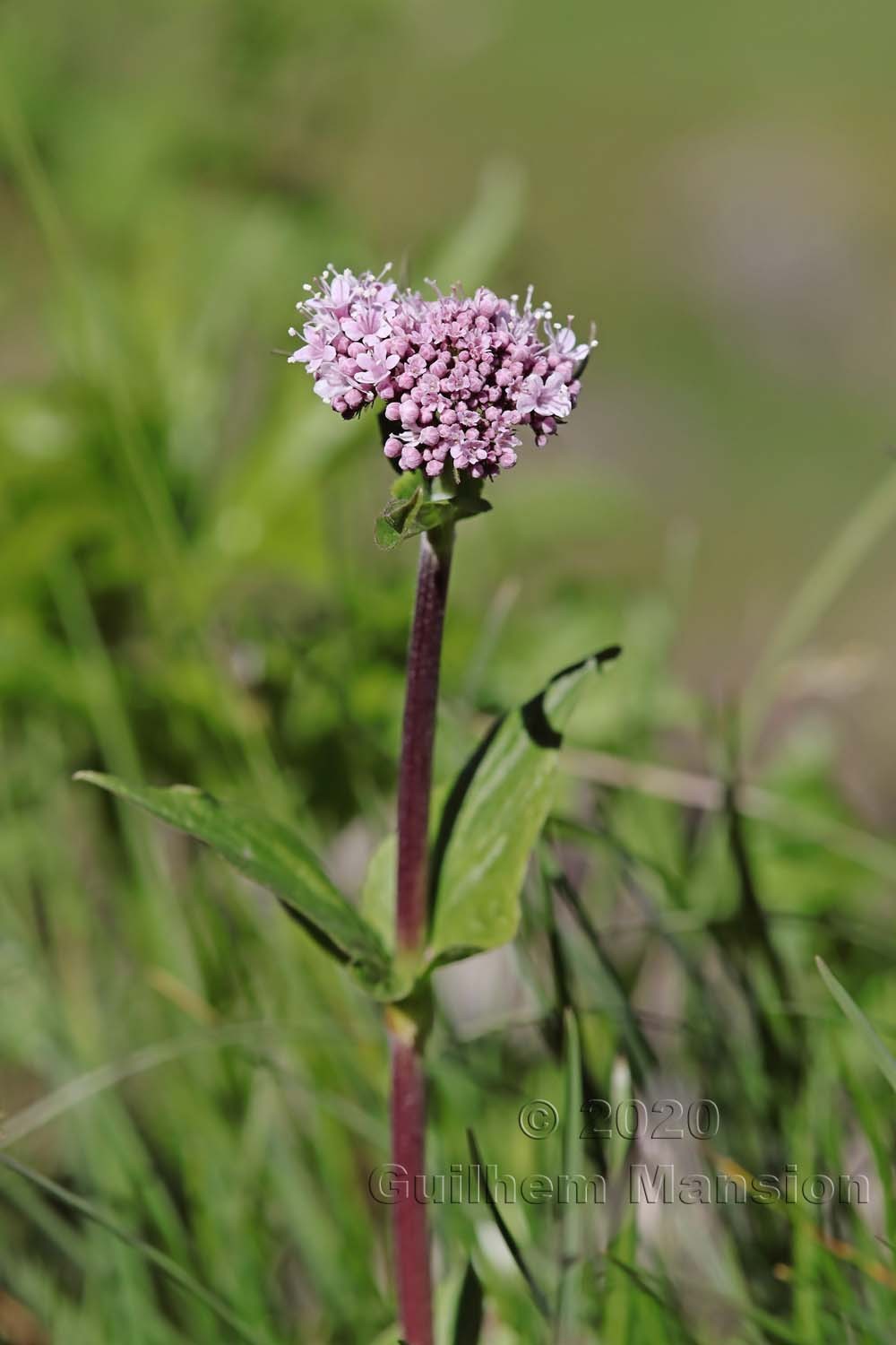 Valeriana montana