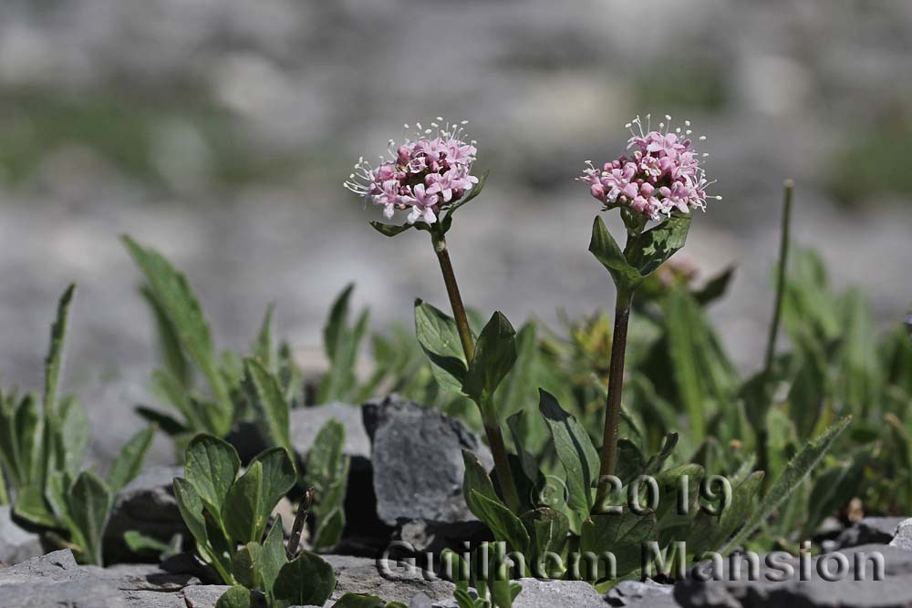 Valeriana montana