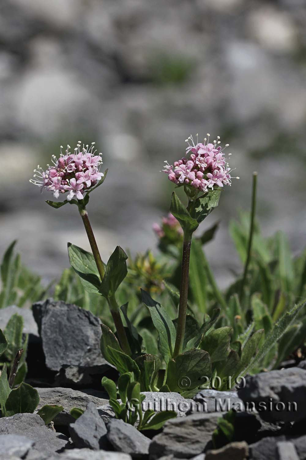 Valeriana montana