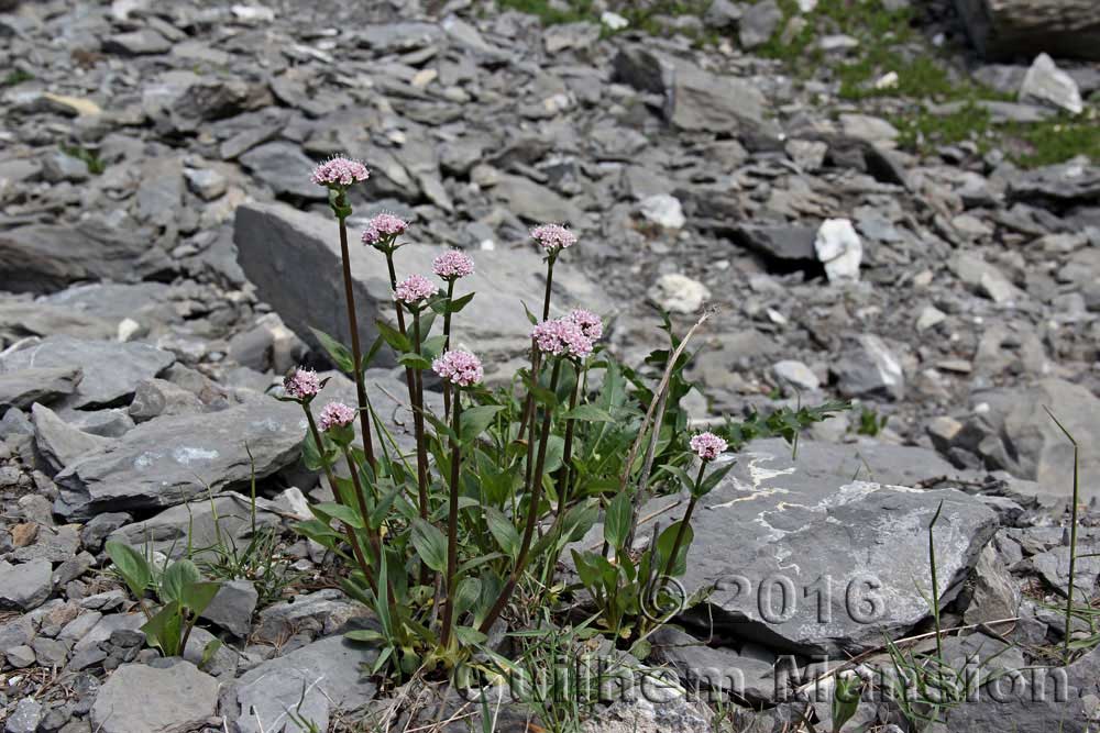 Valeriana montana