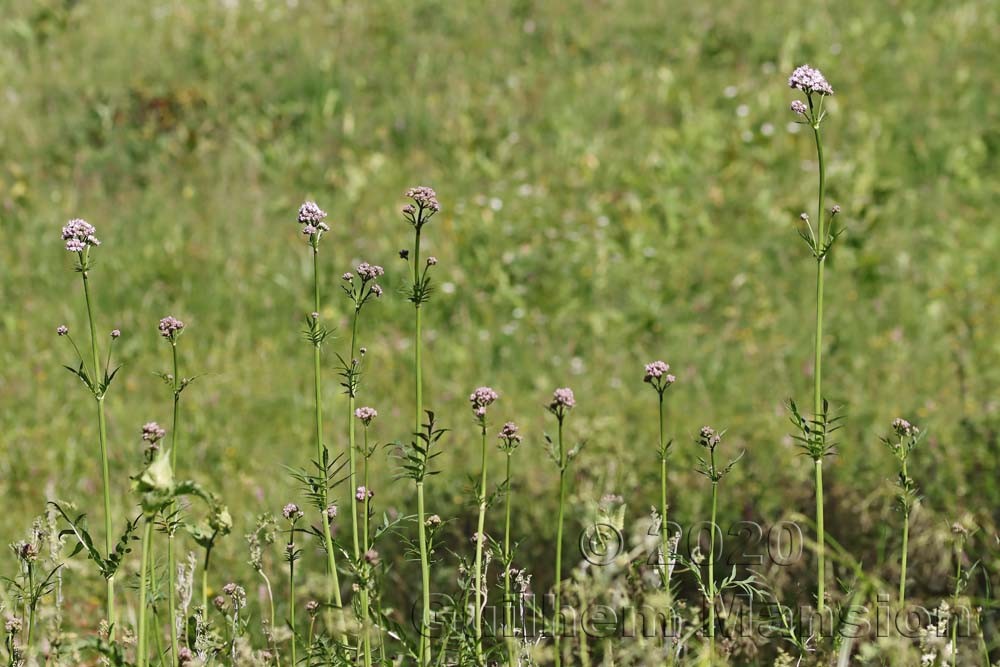 Valeriana officinalis