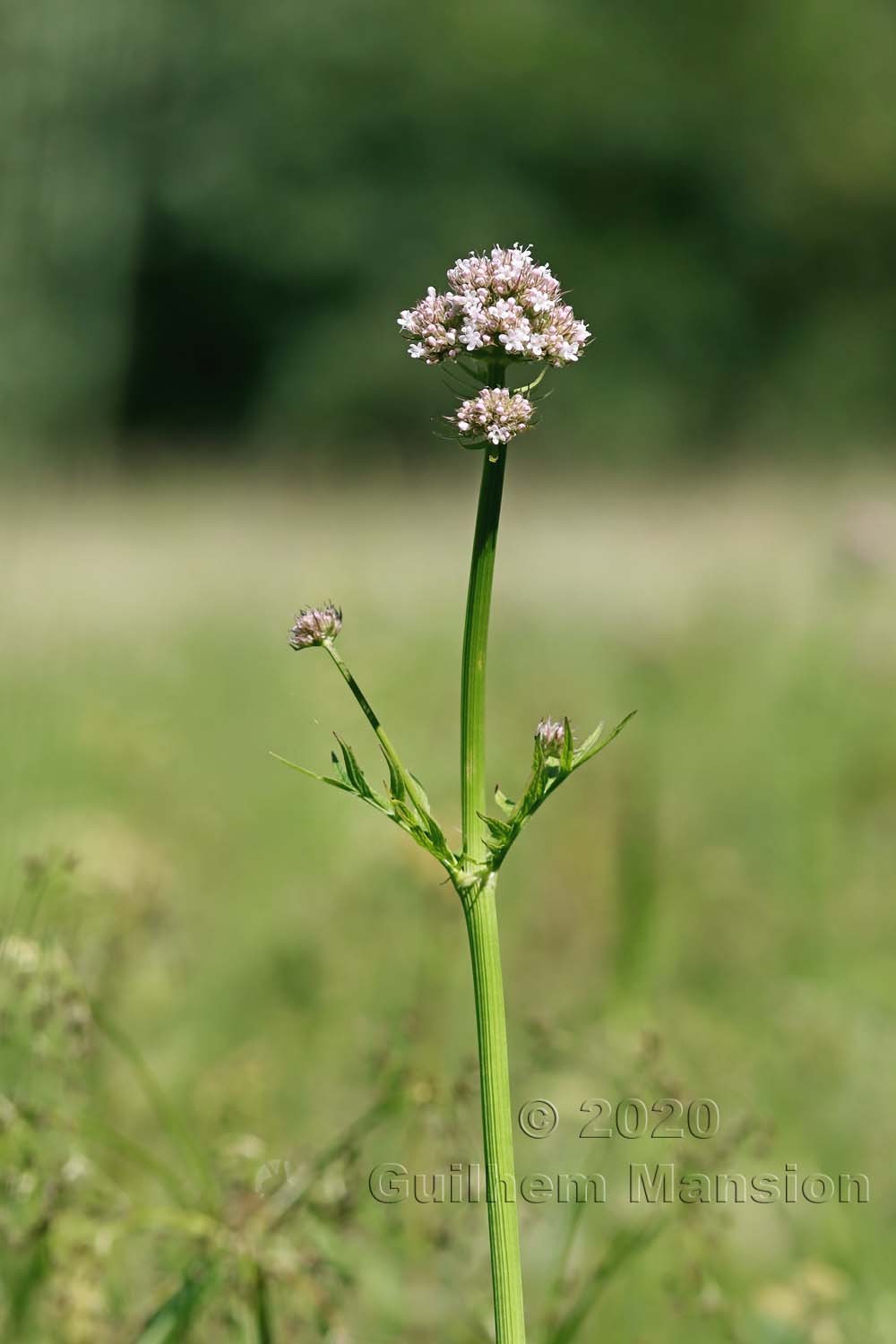 Valeriana officinalis