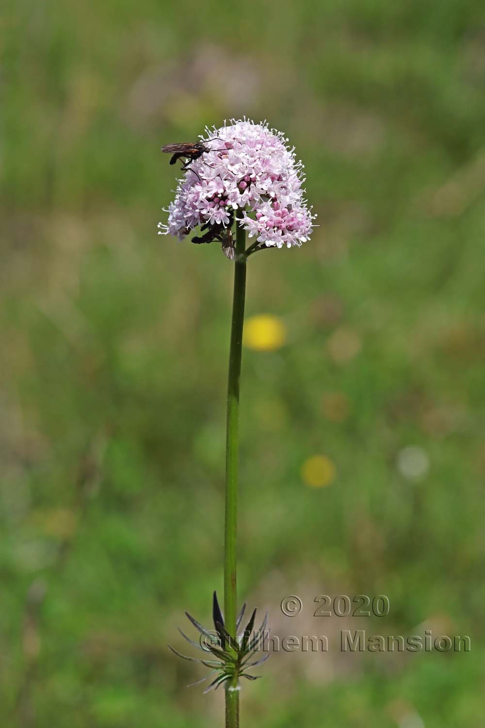 Valeriana officinalis