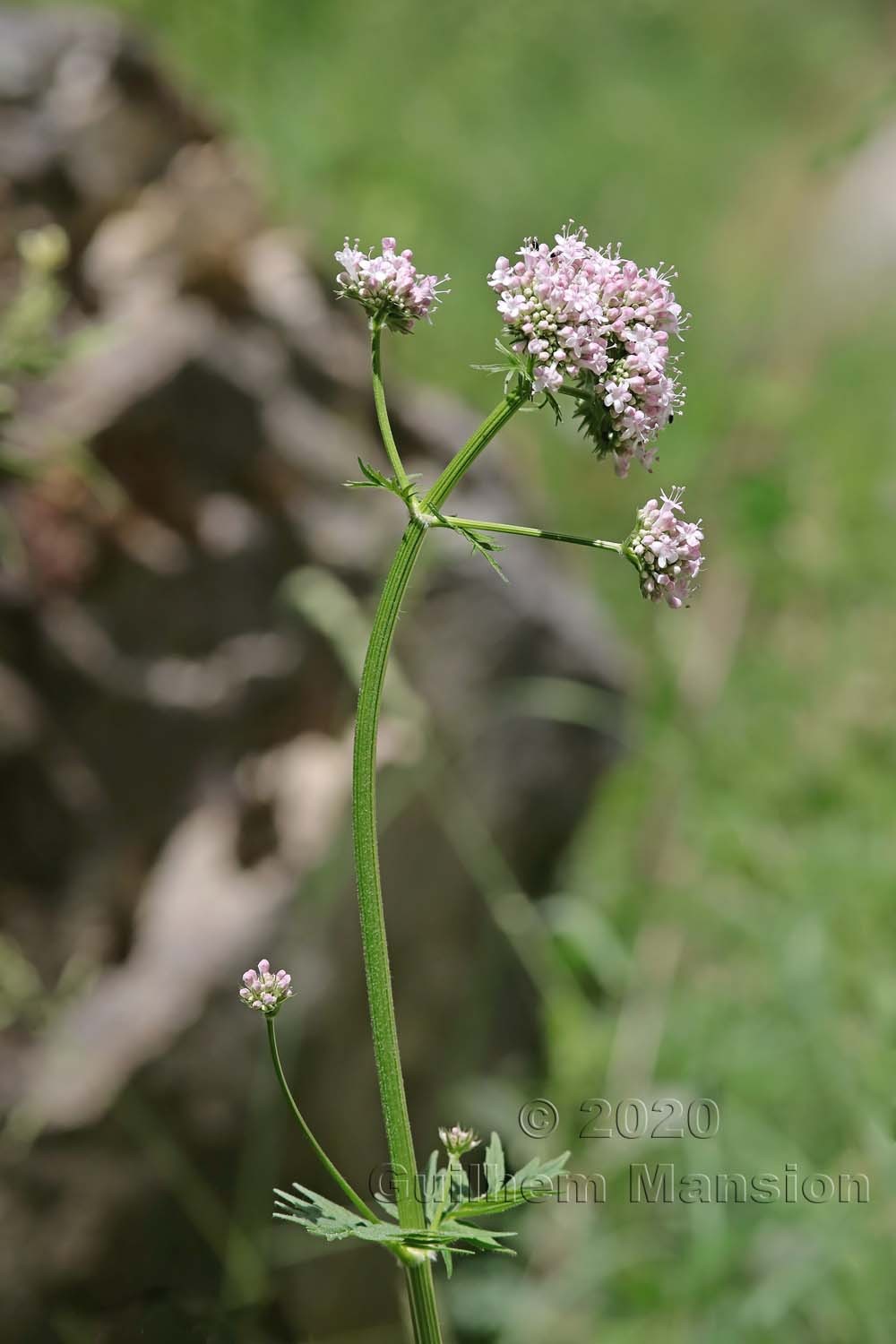 Valeriana officinalis