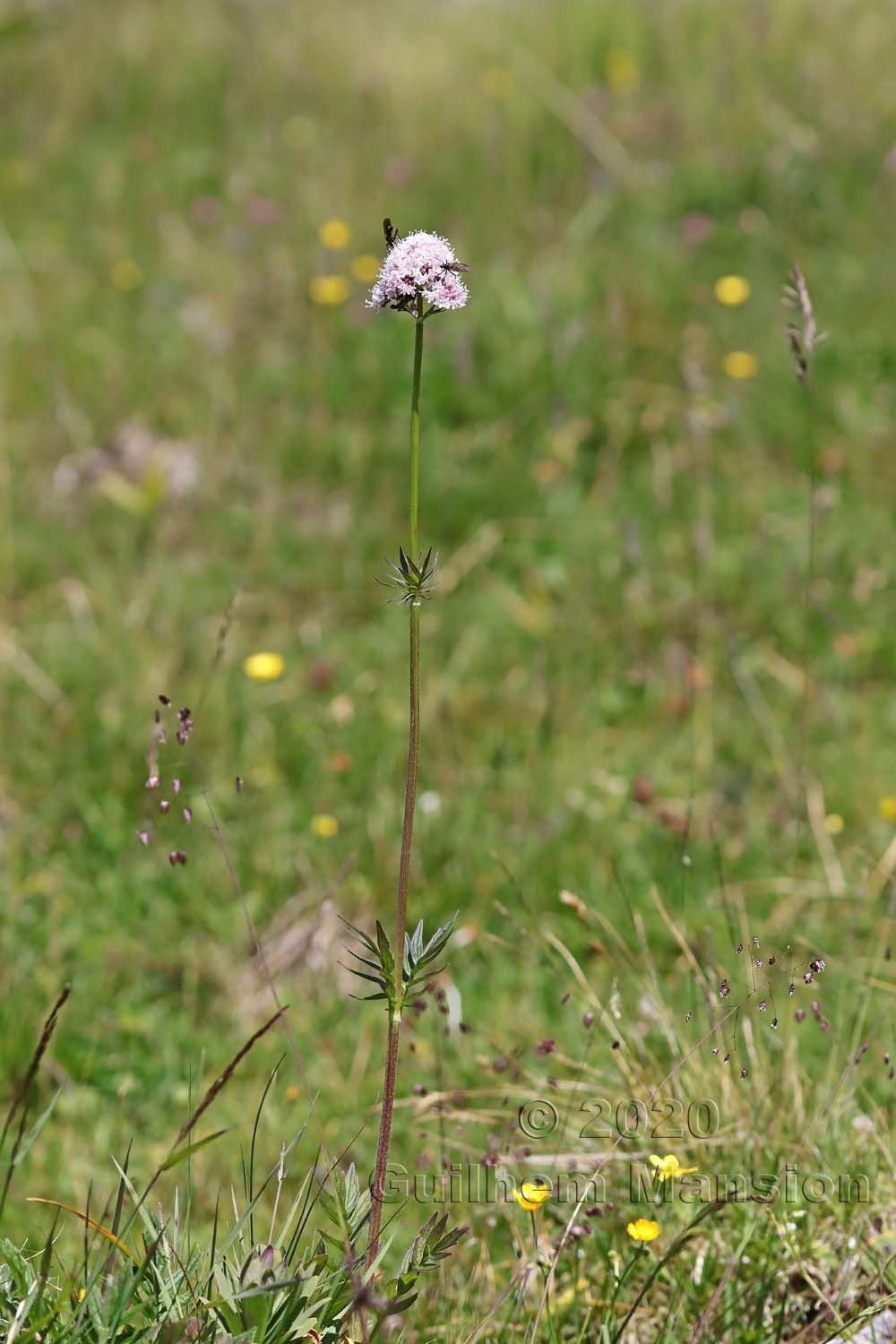 Valeriana officinalis