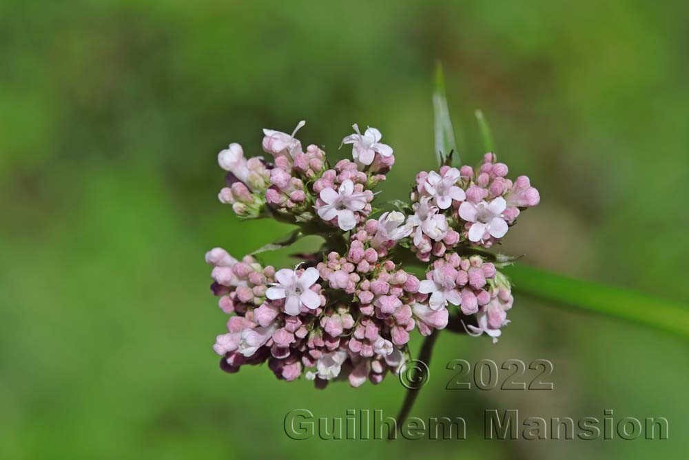 Valeriana officinalis