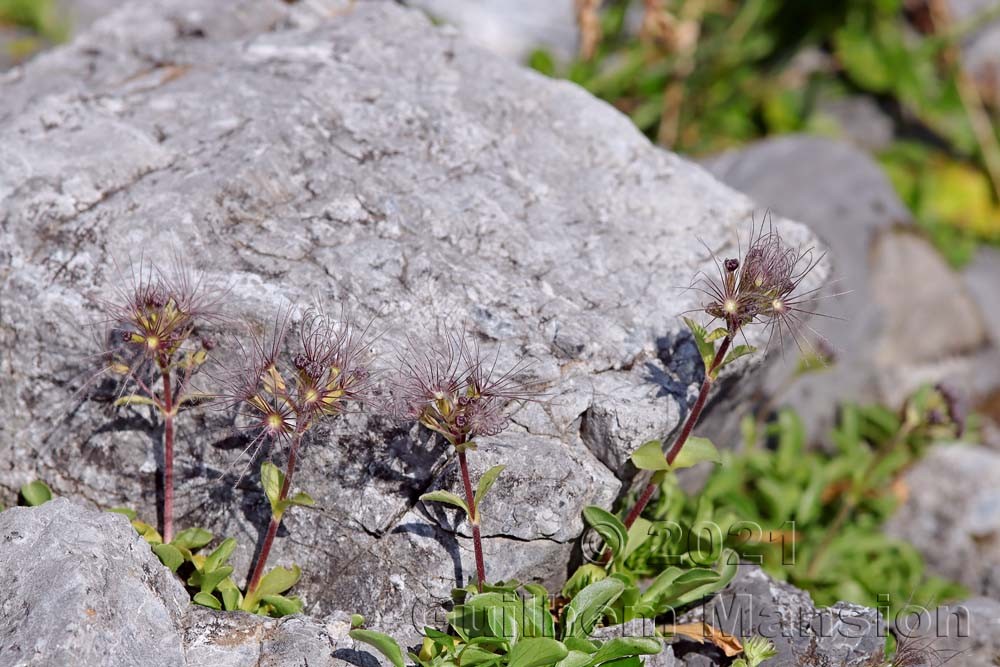 Valeriana supina