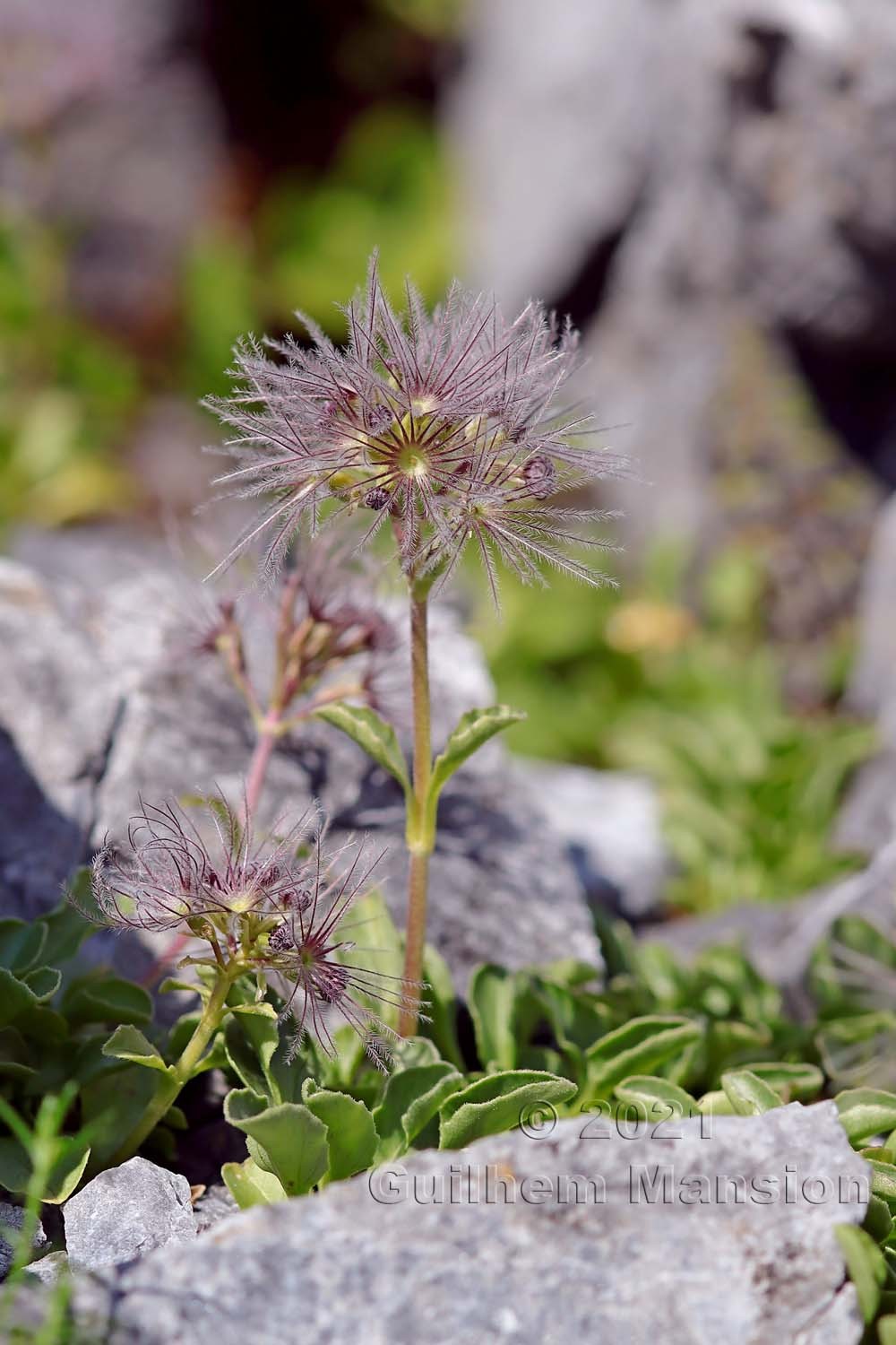 Valeriana supina