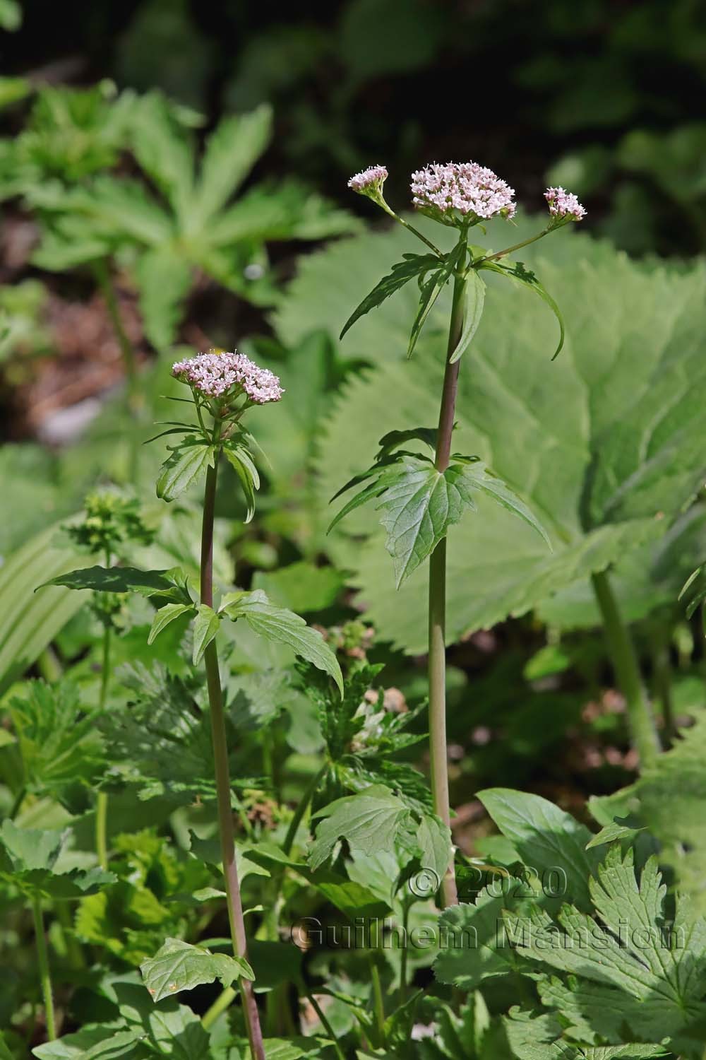 Valeriana tripteris