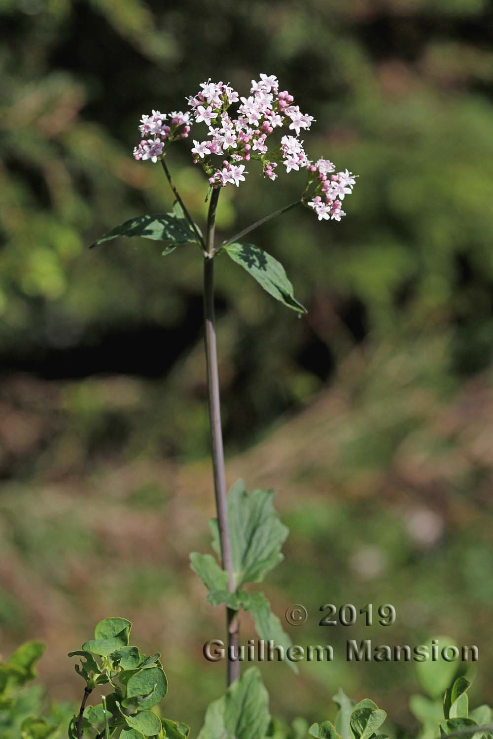 Valeriana tripteris