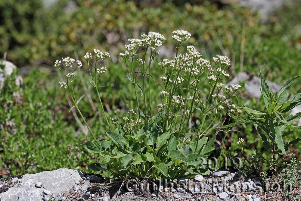 Valeriana tripteris