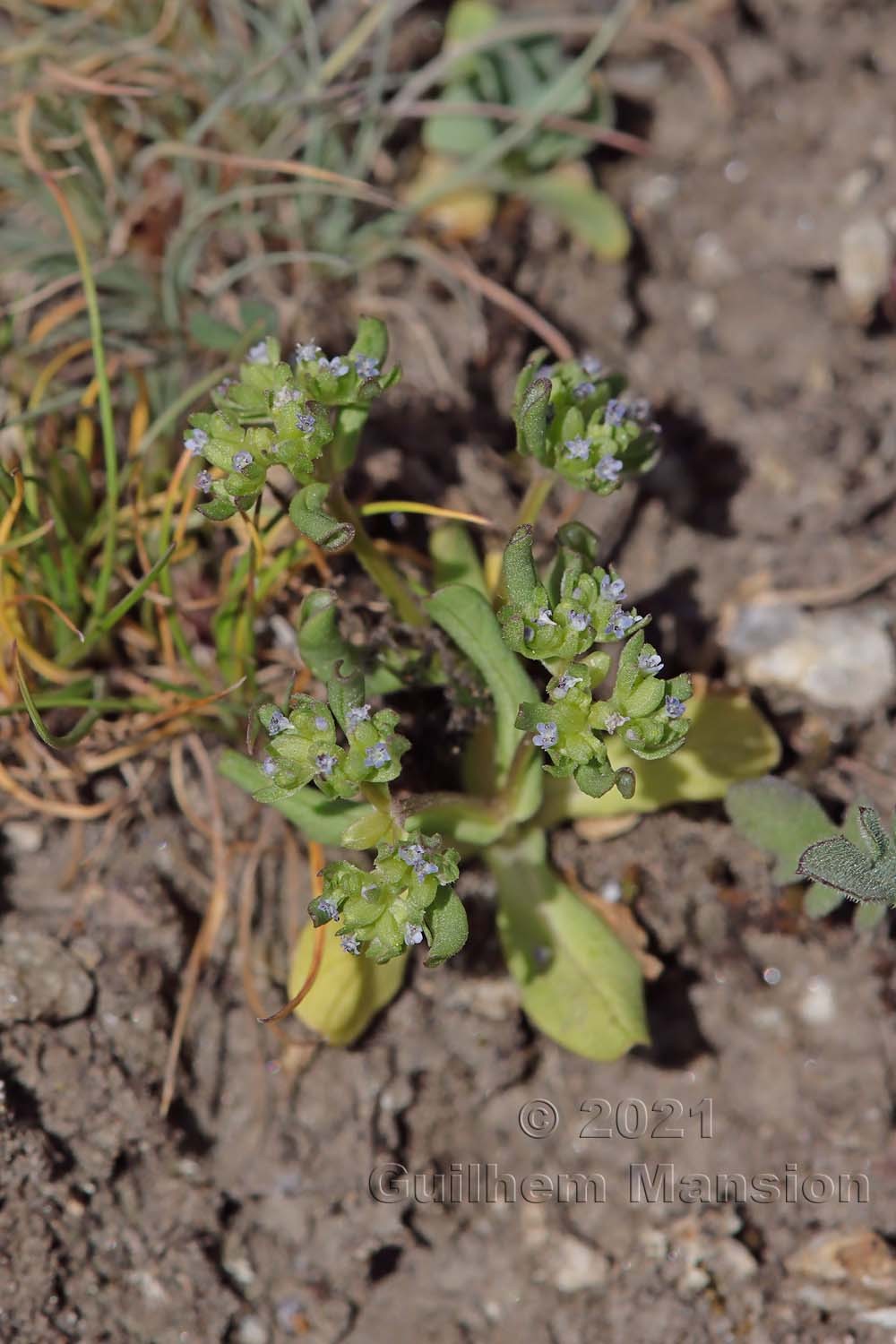 Valerianella carinata