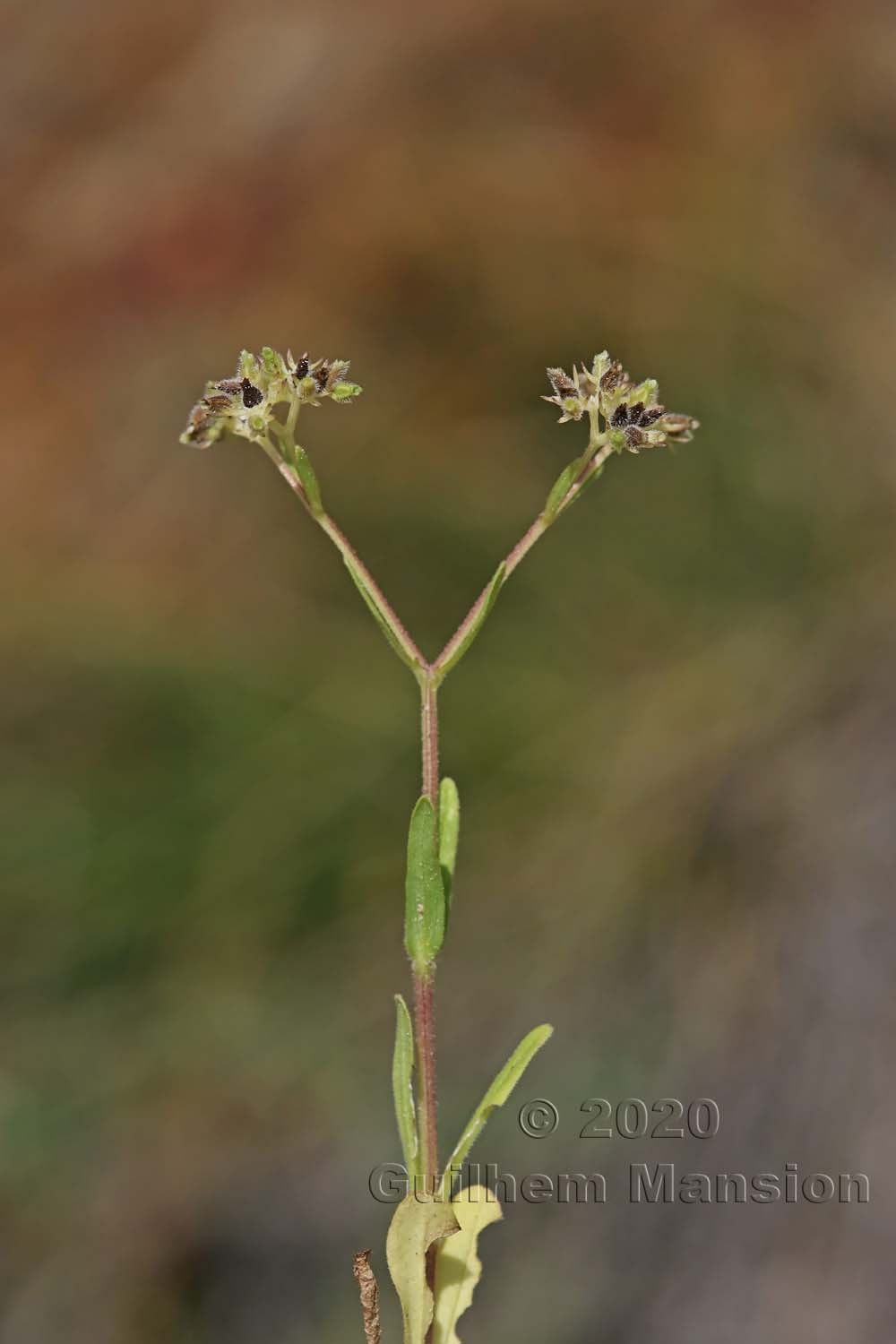 Valerianella dentata