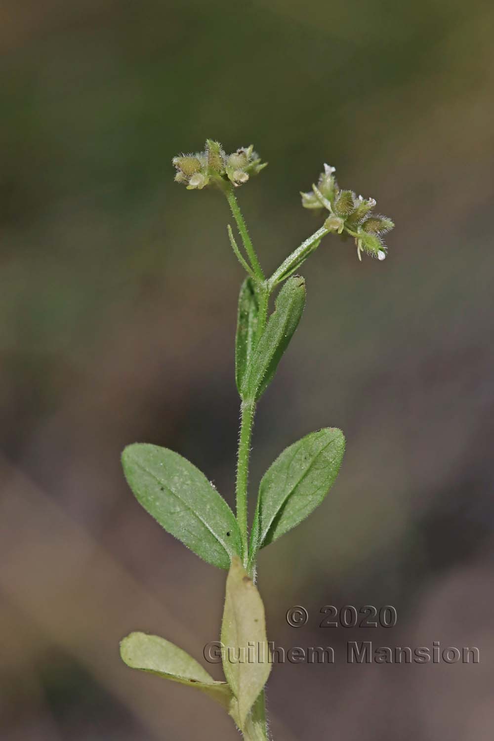 Valerianella dentata