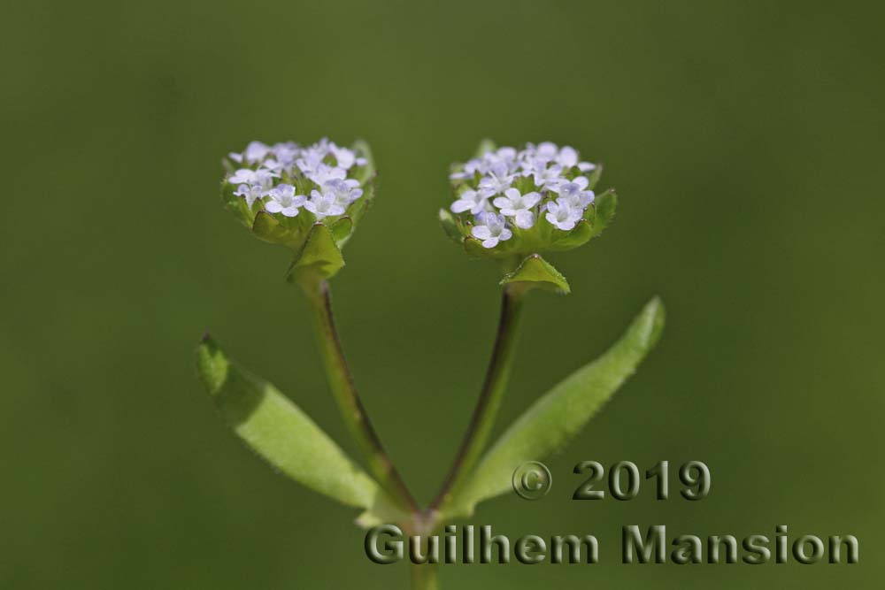 Valerianella locusta