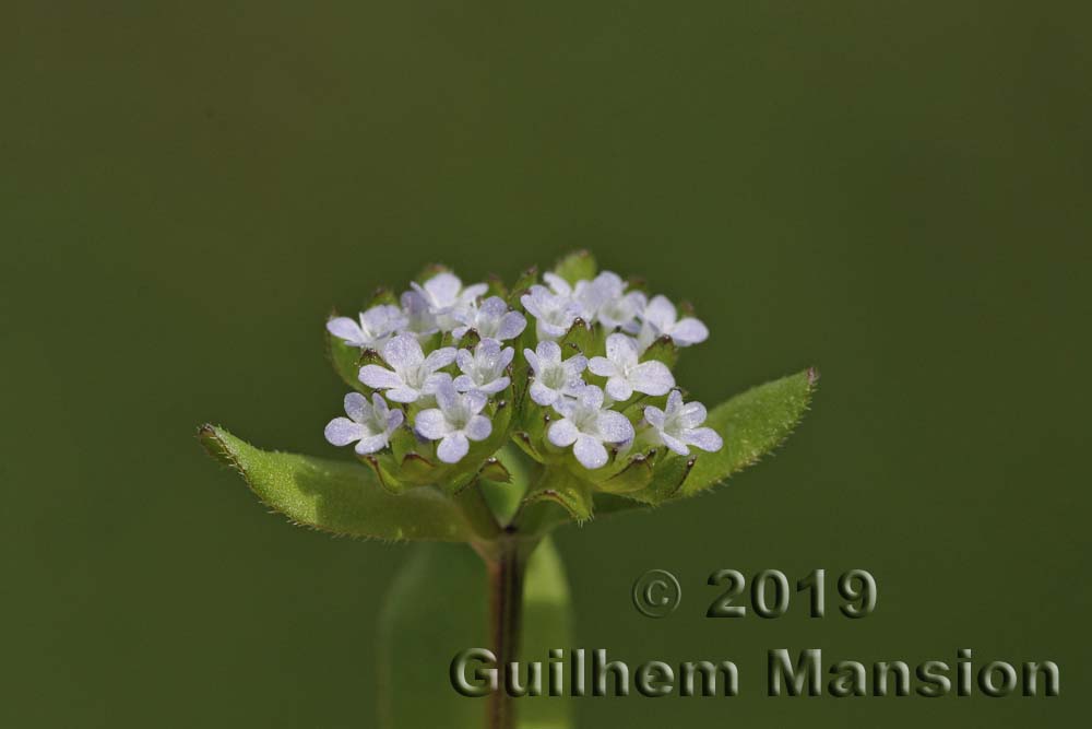 Valerianella locusta