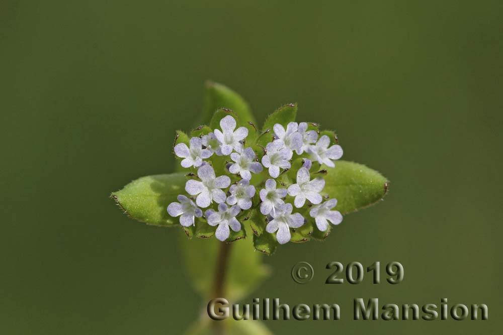 Valerianella locusta