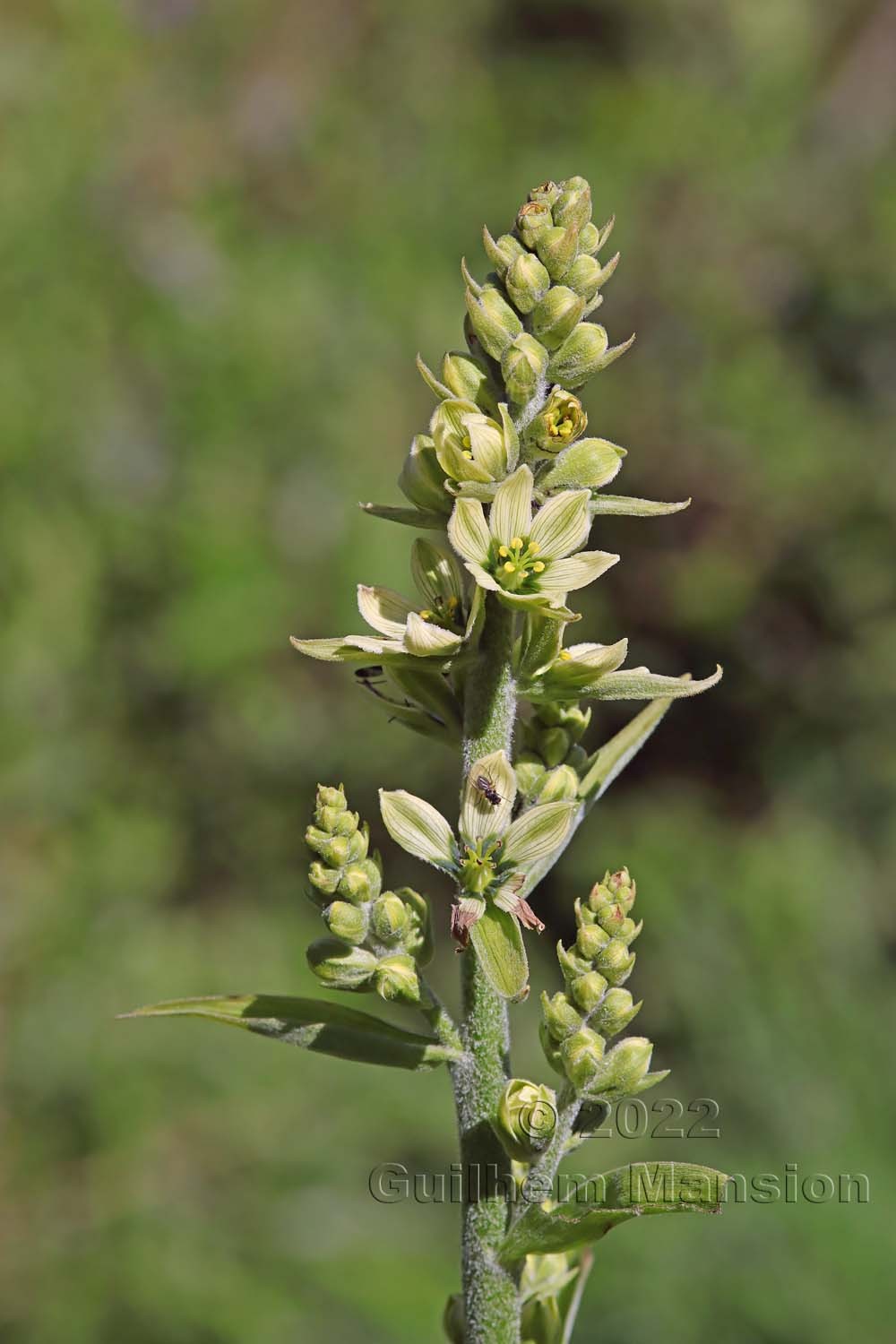 Veratrum album subsp. lobelianum