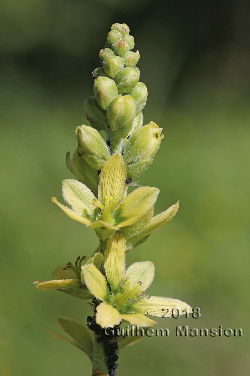 Veratrum album subsp. lobelianum