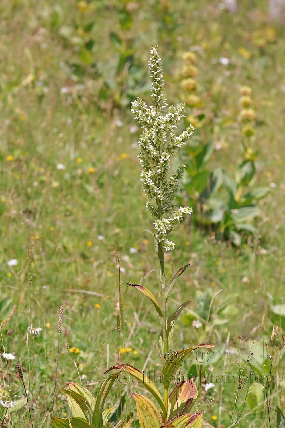 Veratrum album