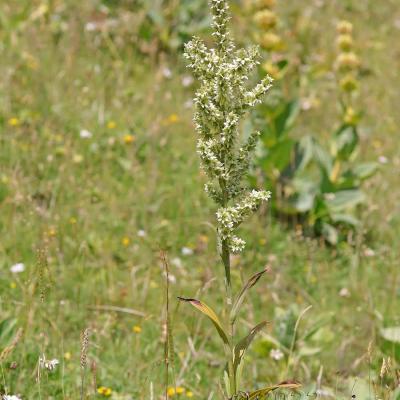 Veratrum album