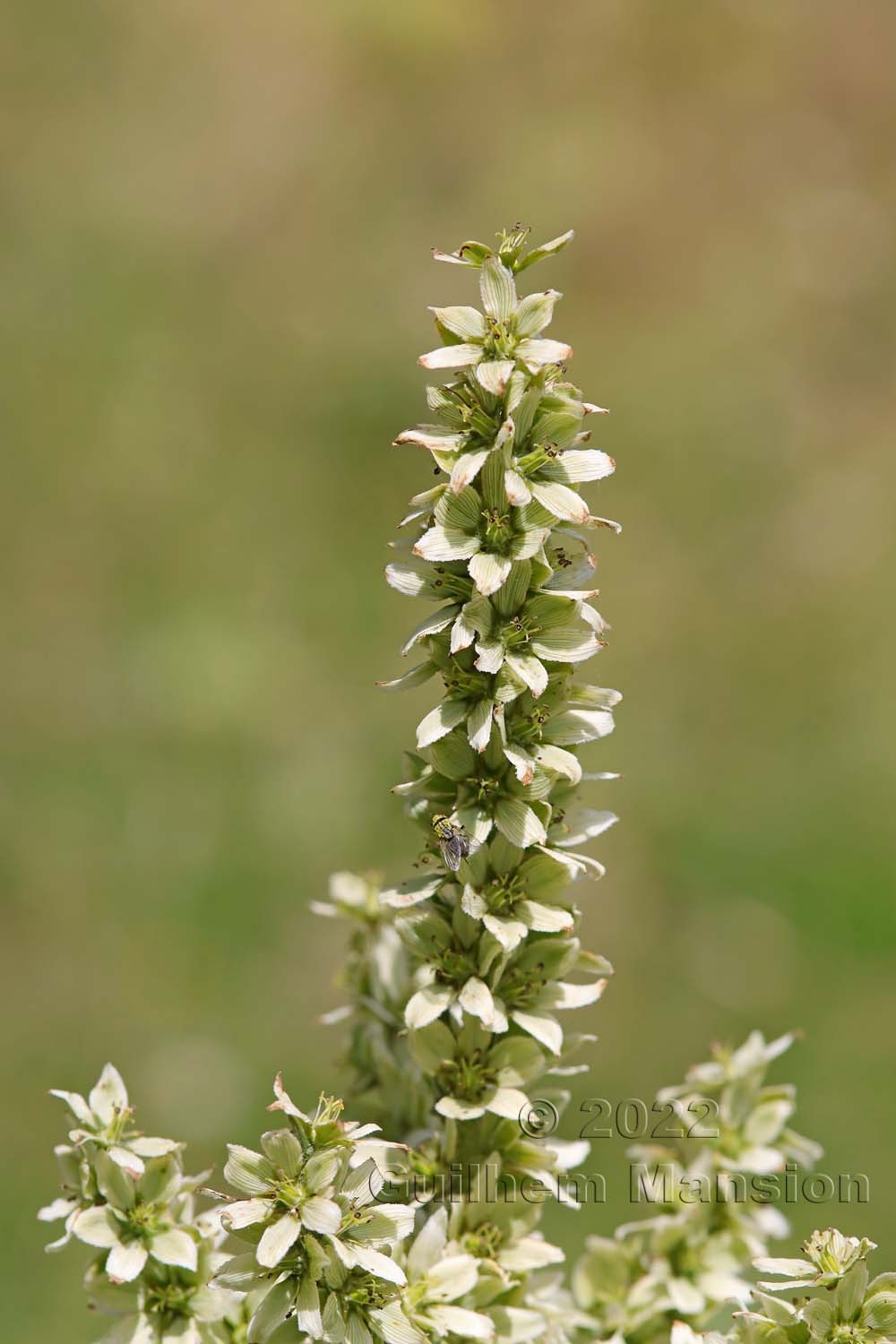 Veratrum album