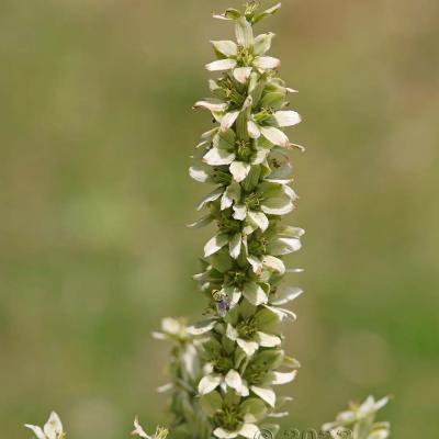 Veratrum album