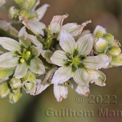 Veratrum album