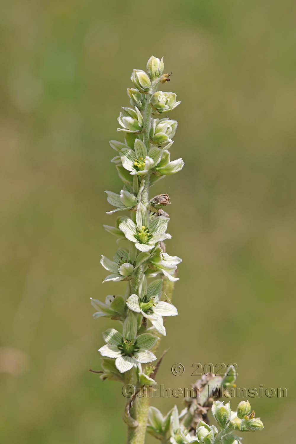 Veratrum album