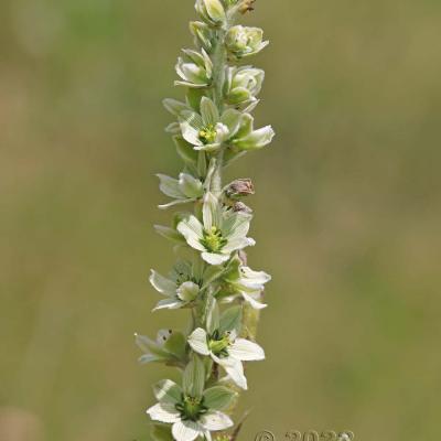 Veratrum album