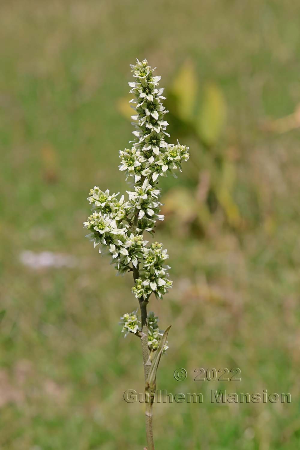 Veratrum album