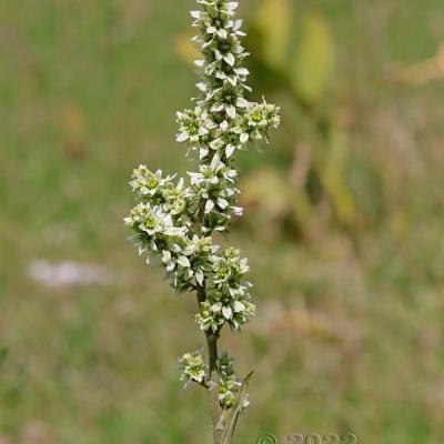Veratrum album