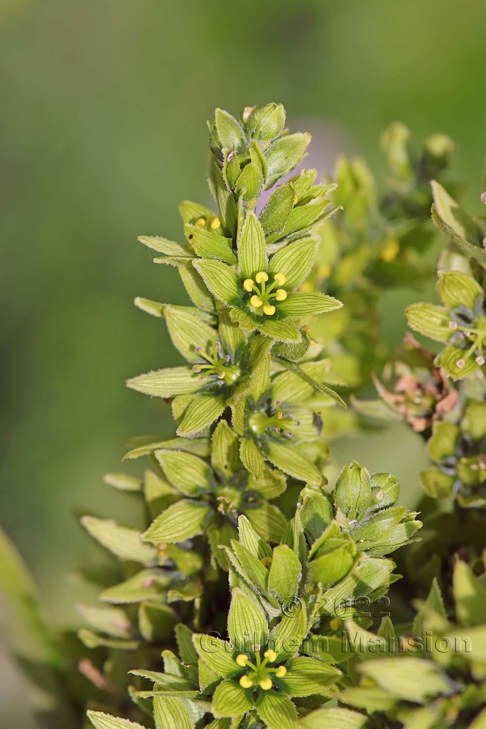 Veratrum album subsp. lobelianum