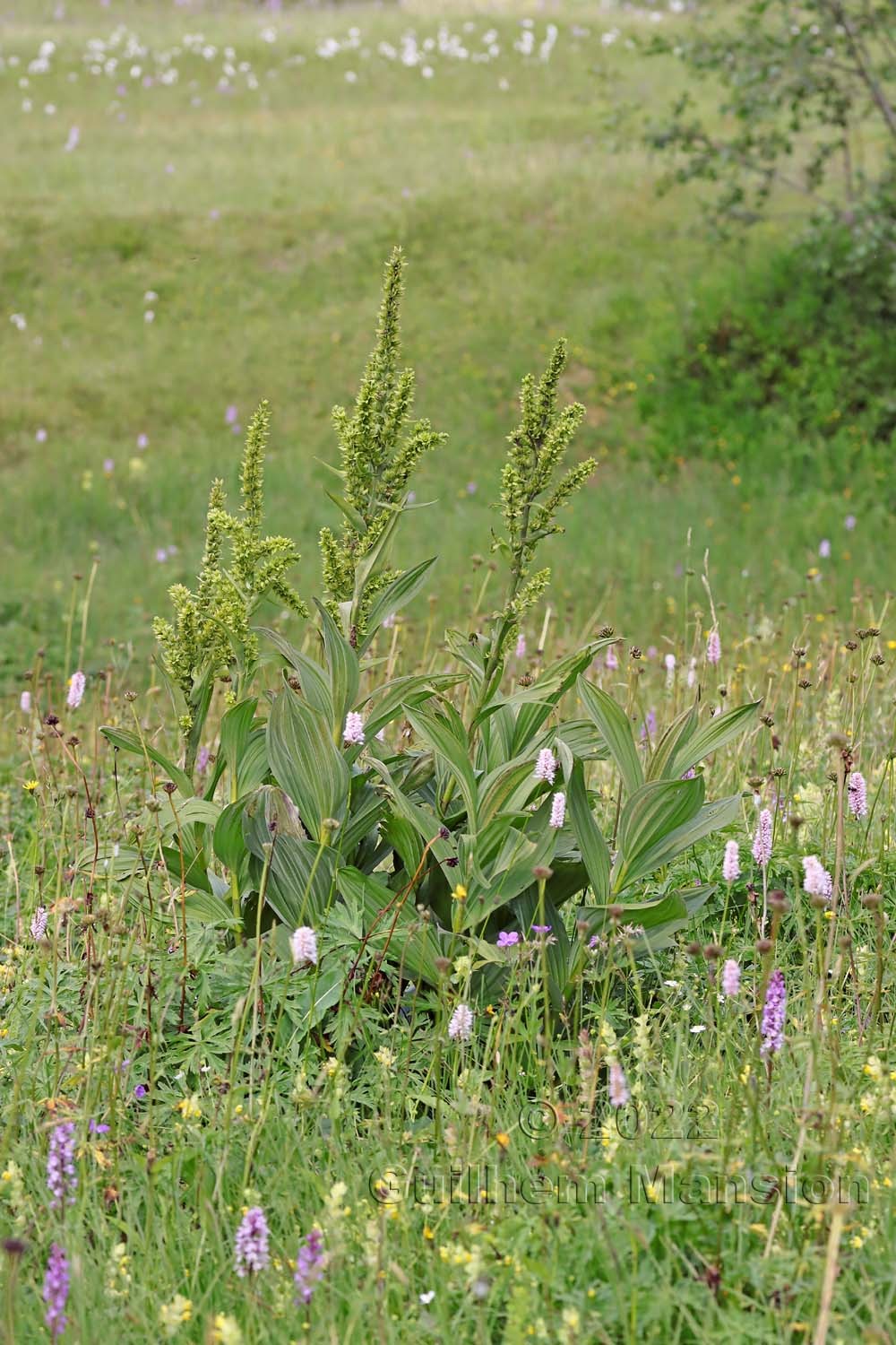 Veratrum album subsp. lobelianum