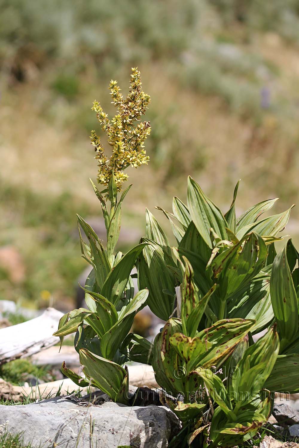 Veratrum album subsp. lobelianum