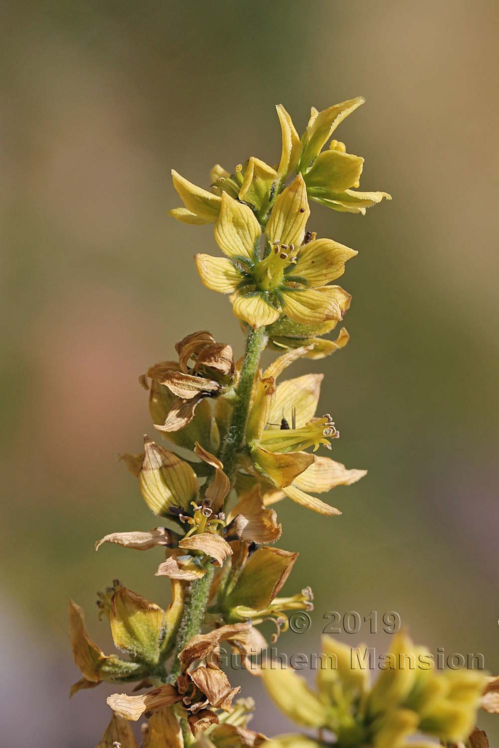 Veratrum album subsp. lobelianum