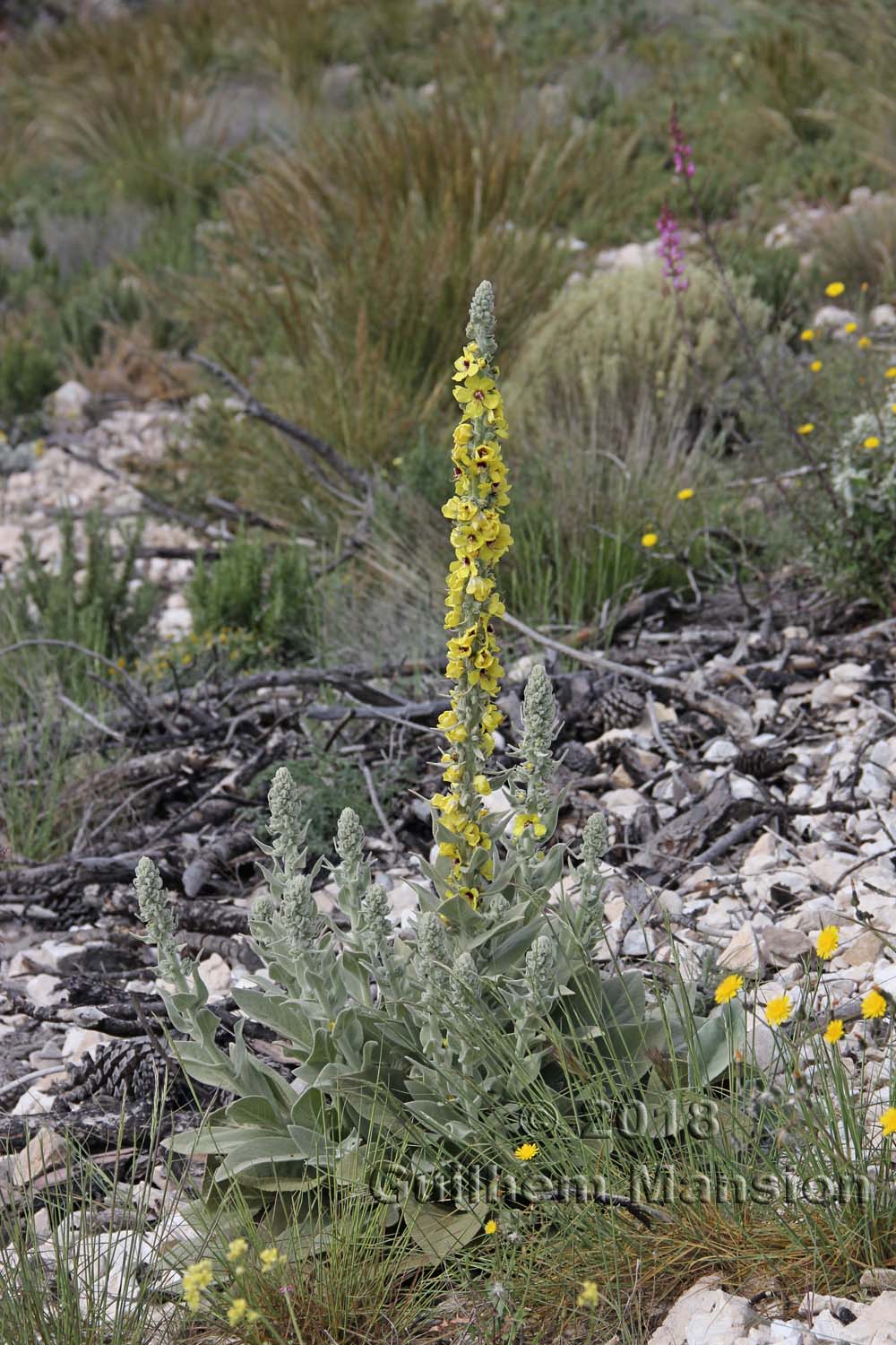 Verbascum nevadense