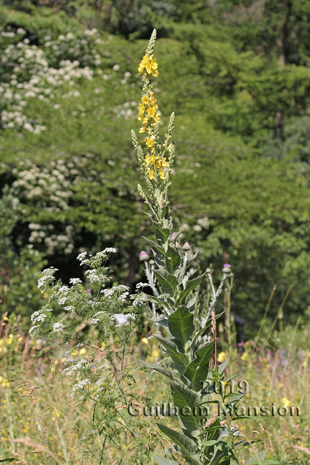 Verbascum densiflorum