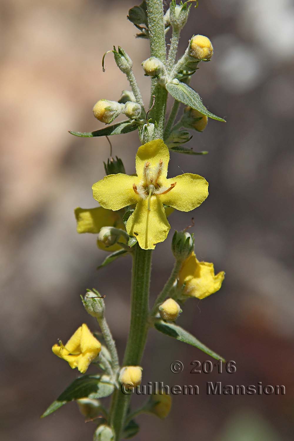 Verbascum lychnitis