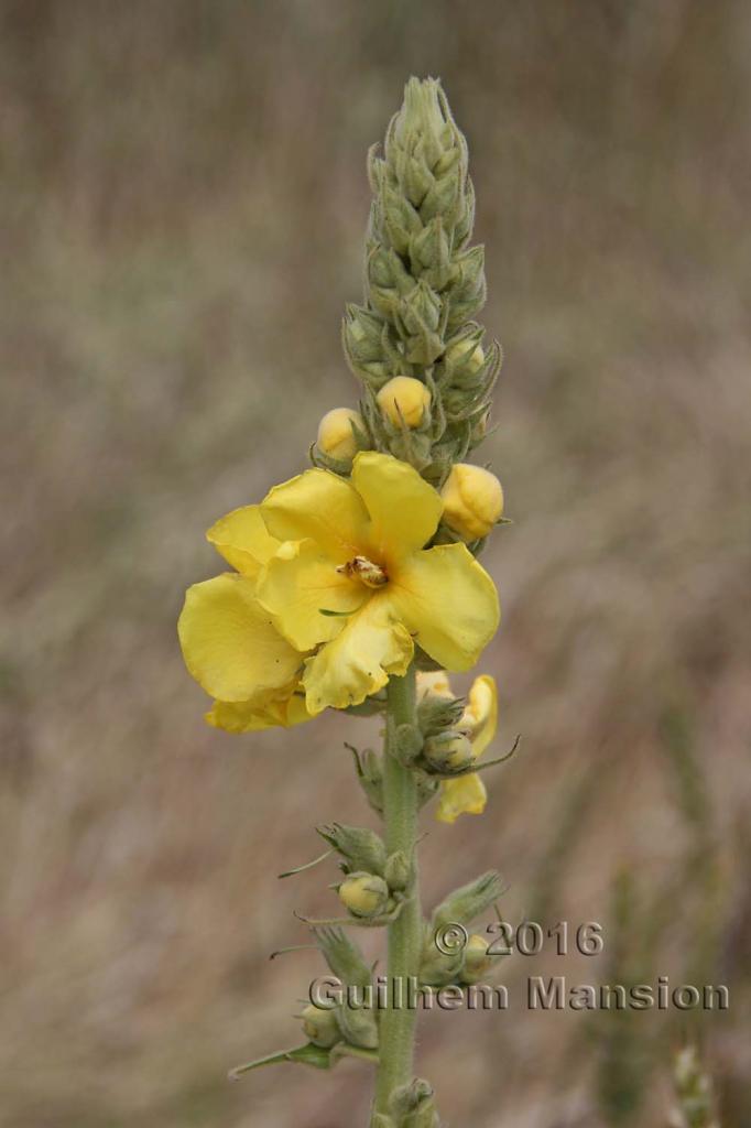 Verbascum lychnitis